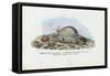 Mussels, 1863-79-Raimundo Petraroja-Framed Stretched Canvas