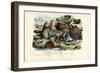 Mussels, 1863-79-Raimundo Petraroja-Framed Giclee Print