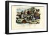 Mussels, 1863-79-Raimundo Petraroja-Framed Giclee Print