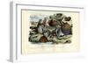 Mussels, 1863-79-Raimundo Petraroja-Framed Giclee Print