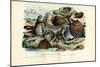 Mussels, 1863-79-Raimundo Petraroja-Mounted Giclee Print