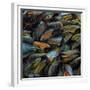 Mussels, 2014-Aris Kalaizis-Framed Giclee Print