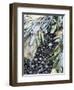 Mussels and Seaweed on the Tidal Seashore, Cullen, Scotland, United Kingdom-Lousie Murray-Framed Photographic Print