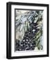 Mussels and Seaweed on the Tidal Seashore, Cullen, Scotland, United Kingdom-Lousie Murray-Framed Photographic Print