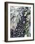 Mussels and Seaweed on the Tidal Seashore, Cullen, Scotland, United Kingdom-Lousie Murray-Framed Photographic Print