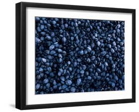 Mussels Densely Pack Together on Rocks at Low Tide, Isle of Staffa, Inner Hebrides, Scotland, UK-Andy Sands-Framed Photographic Print