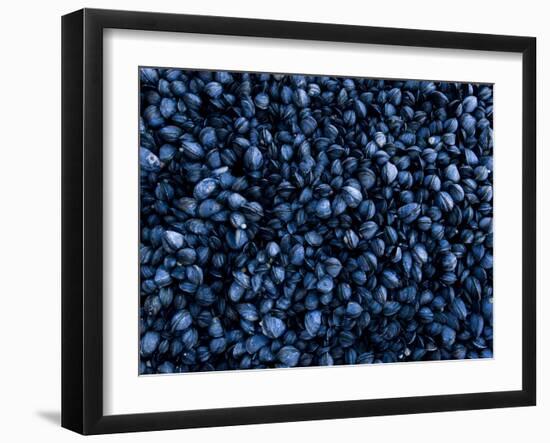 Mussels Densely Pack Together on Rocks at Low Tide, Isle of Staffa, Inner Hebrides, Scotland, UK-Andy Sands-Framed Photographic Print