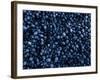 Mussels Densely Pack Together on Rocks at Low Tide, Isle of Staffa, Inner Hebrides, Scotland, UK-Andy Sands-Framed Photographic Print