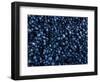 Mussels Densely Pack Together on Rocks at Low Tide, Isle of Staffa, Inner Hebrides, Scotland, UK-Andy Sands-Framed Photographic Print