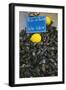 Mussels for Sale in Aix-En-Provence-Jon Hicks-Framed Photographic Print