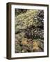 Mussels, Gooseneck Barnacles, Pisaster Sea Stars and Green Anemones on the Oregon Coast, USA-Stuart Westmoreland-Framed Photographic Print