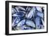 Mussels I-Kathy Mahan-Framed Photographic Print