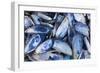 Mussels I-Kathy Mahan-Framed Photographic Print