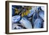 Mussels II-Kathy Mahan-Framed Photographic Print