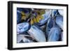 Mussels II-Kathy Mahan-Framed Photographic Print