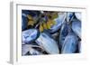 Mussels II-Kathy Mahan-Framed Photographic Print