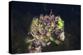 Mussels in Jellyfish Lake, Micronesia, Palau-Reinhard Dirscherl-Stretched Canvas