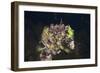 Mussels in Jellyfish Lake, Micronesia, Palau-Reinhard Dirscherl-Framed Photographic Print