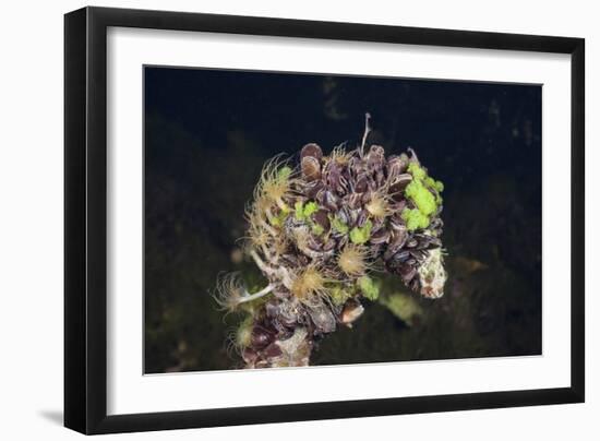 Mussels in Jellyfish Lake, Micronesia, Palau-Reinhard Dirscherl-Framed Photographic Print