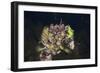 Mussels in Jellyfish Lake, Micronesia, Palau-Reinhard Dirscherl-Framed Photographic Print