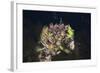 Mussels in Jellyfish Lake, Micronesia, Palau-Reinhard Dirscherl-Framed Photographic Print