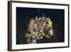 Mussels in Jellyfish Lake, Micronesia, Palau-Reinhard Dirscherl-Framed Photographic Print