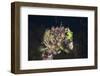 Mussels in Jellyfish Lake, Micronesia, Palau-Reinhard Dirscherl-Framed Photographic Print