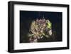 Mussels in Jellyfish Lake, Micronesia, Palau-Reinhard Dirscherl-Framed Photographic Print