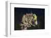 Mussels in Jellyfish Lake, Micronesia, Palau-Reinhard Dirscherl-Framed Photographic Print