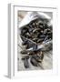 Mussels in Newspaper-Winfried Heinze-Framed Photographic Print