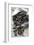 Mussels in Newspaper-Winfried Heinze-Framed Photographic Print