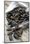 Mussels in Newspaper-Winfried Heinze-Mounted Photographic Print