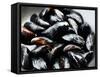 Mussels-Roger Stowell-Framed Stretched Canvas