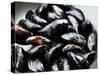 Mussels-Roger Stowell-Stretched Canvas