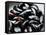 Mussels-Roger Stowell-Framed Stretched Canvas