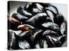 Mussels-Roger Stowell-Stretched Canvas