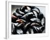 Mussels-Roger Stowell-Framed Photographic Print