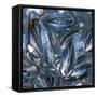 Mussels-Brenda Petrella Photography LLC-Framed Stretched Canvas