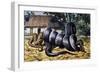 Mussurana (Clelia Clelia), Colubridae-null-Framed Giclee Print