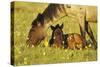 Mustang Êwild Horse Mare Grazes Near Her Resting-null-Stretched Canvas