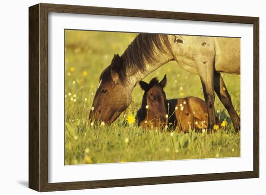 Mustang Êwild Horse Mare Grazes Near Her Resting-null-Framed Photographic Print