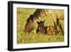 Mustang Êwild Horse Mare Grazes Near Her Resting-null-Framed Photographic Print