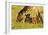 Mustang Êwild Horse Mare Grazes Near Her Resting-null-Framed Photographic Print