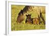 Mustang Êwild Horse Mare Grazes Near Her Resting-null-Framed Photographic Print