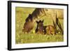 Mustang Êwild Horse Mare Grazes Near Her Resting-null-Framed Photographic Print