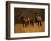 Mustang Family-Sally Linden-Framed Photographic Print