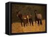 Mustang Family-Sally Linden-Framed Stretched Canvas