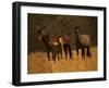 Mustang Family-Sally Linden-Framed Photographic Print