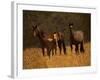 Mustang Family-Sally Linden-Framed Photographic Print