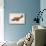 Mustang Fighter Plane-null-Stretched Canvas displayed on a wall